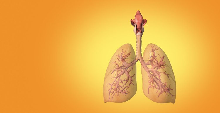 graphic image of lungs